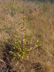 Pavetta schumanniana, photograph (c) Brian du Preez, some rights reserved (CC BY-SA)