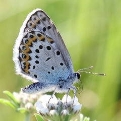 Plebejus idas