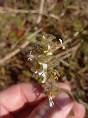 (c) Brian du Preez, some rights reserved (CC BY-SA) Phaulopsis imbricata, photograph (c) Brian du Preez, some rights reserved (CC BY-SA)