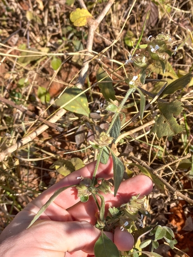 Phaulopsis imbricata, photograph 6