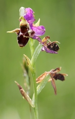Ophrys oestrifera