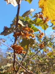 Dombeya pulchra
