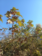 (c) Brian du Preez, some rights reserved (CC BY-SA) Dombeya pulchra, photograph (c) Brian du Preez, some rights reserved (CC BY-SA)
