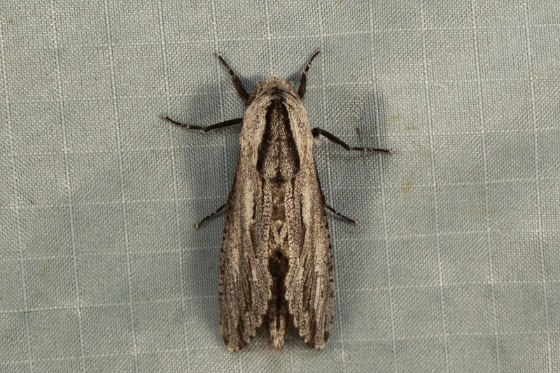 Panau adusta