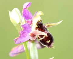 Ophrys oestrifera