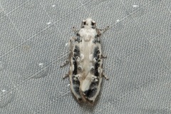 Heterogymna ochrogramma