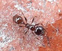 Pheidole tenuinodis