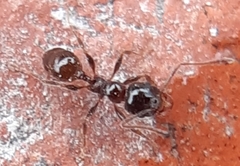 Pheidole tenuinodis