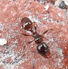 Pheidole tenuinodis