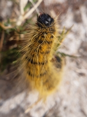Bombycomorpha
