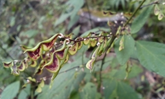 Hylodesmum podocarpum oxyphyllum