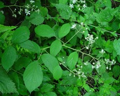 Rubus diversus