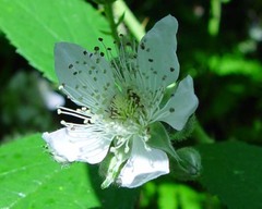 Rubus diversus