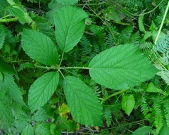 Rubus diversus