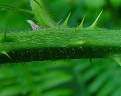Rubus diversus