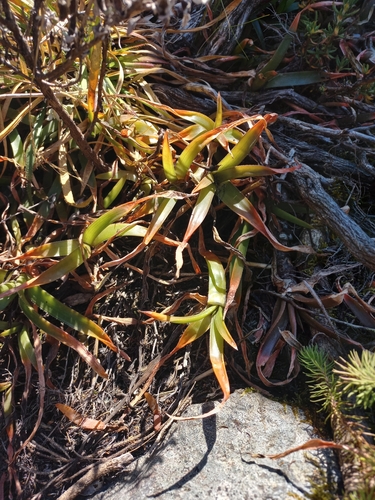 Graskop cliff aloe (Aloe nubigena)