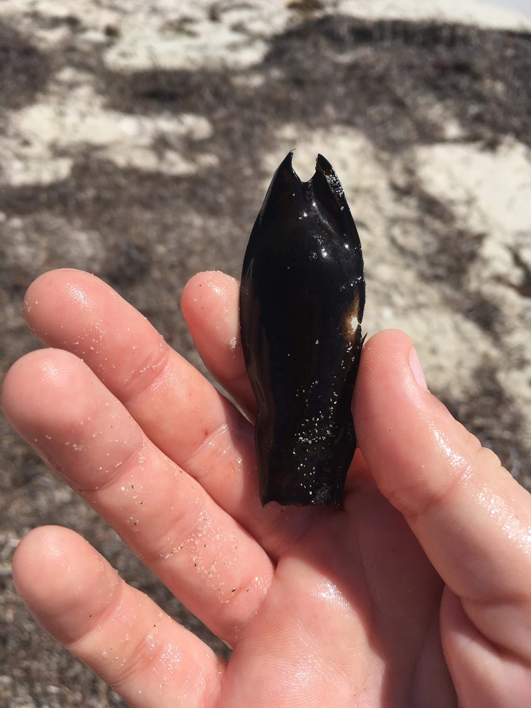 Variegated catshark (Asymbolus submaculatus) — Scyliorhinidae