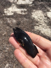 Asymbolus submaculatus