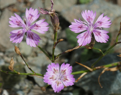 Dianthus strictus troodi