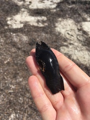 Asymbolus submaculatus