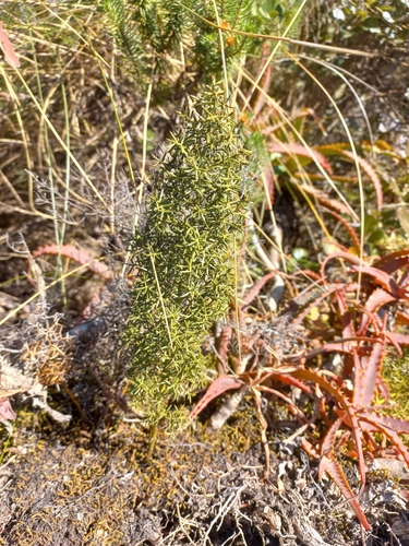 Rigid Asparagus (Asparagus rigidus)
