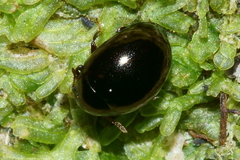 Byrrhidae