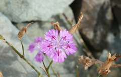 Dianthus strictus troodi