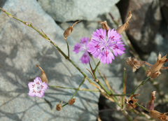 Dianthus strictus troodi