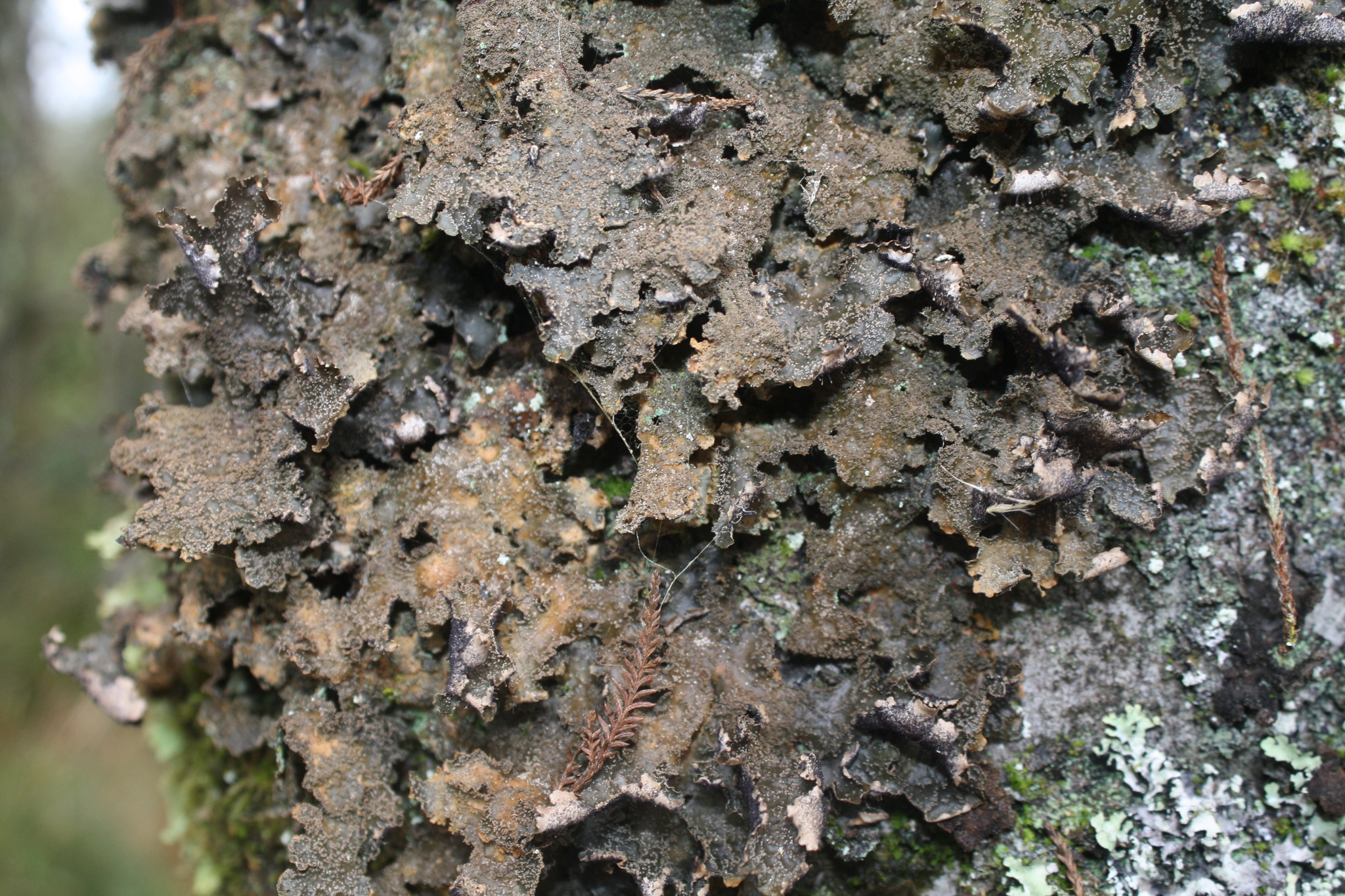 Lobaria retigera image