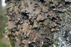 Lobaria retigera