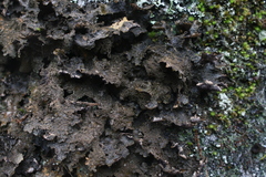 Lobaria retigera