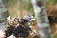 Lobaria retigera