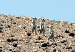 Suricata suricatta