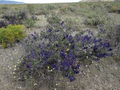 Psorothamnus arborescens minutifolius
