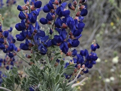 Psorothamnus arborescens minutifolius