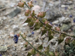 Psorothamnus arborescens minutifolius