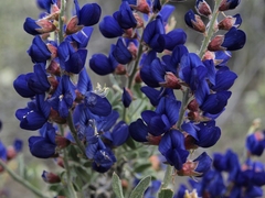Psorothamnus arborescens minutifolius