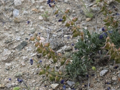 Psorothamnus arborescens minutifolius