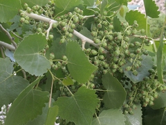 Populus fremontii fremontii