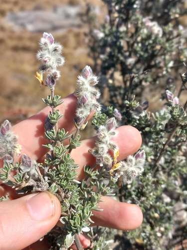 Kapok Sagebush (Syncolostemon eriocephalus)