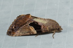 Odontodes pallidifimbria