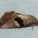 Odontodes pallidifimbria - Photo (c) dhfischer, algunos derechos reservados (CC BY-NC), subido por dhfischer