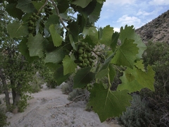 Populus fremontii fremontii