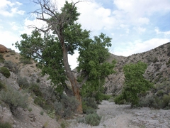 Populus fremontii fremontii