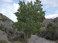 Populus fremontii fremontii