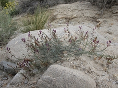 Astragalus casei