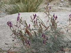 Astragalus casei