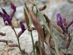 Astragalus casei