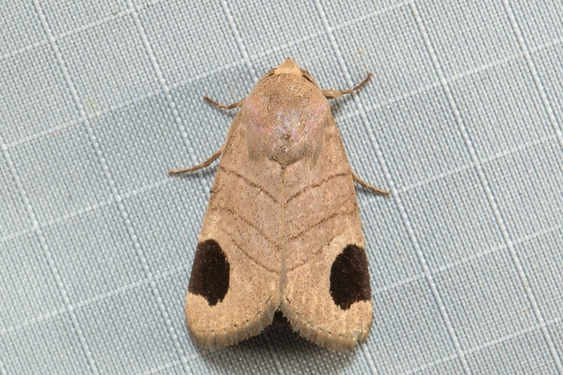 Dyrzela tumidimacula