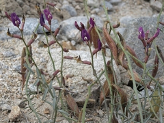 Astragalus casei